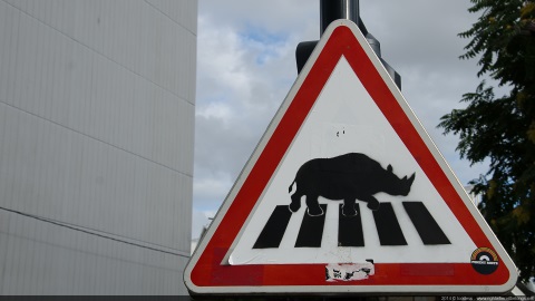 Crossing rhinoceros