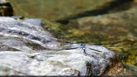 Dragonfly - Australia