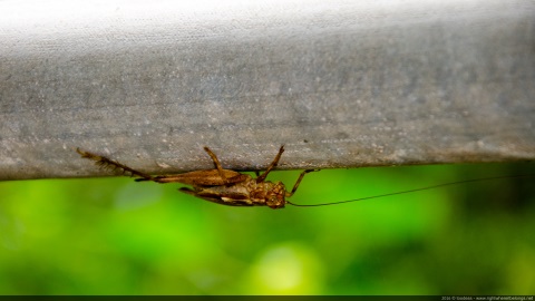 Grasshopper - Australia