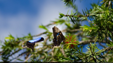 Ulysse butterfly - Australia