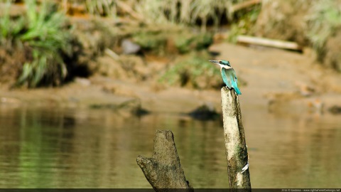 Sacred Kingfisher - Australia