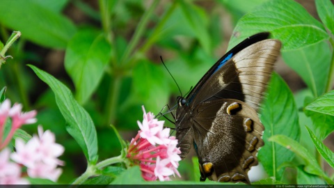 Ulysse butterfly - Australia