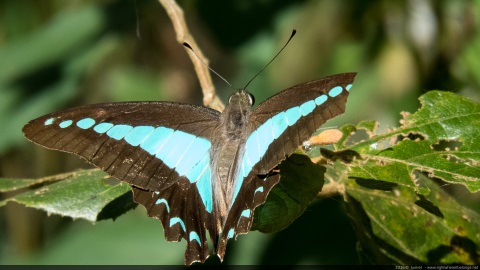 Blue triangle butterfly - Australia