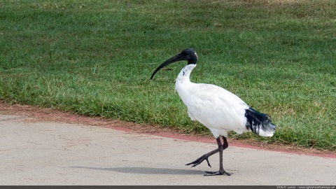 Australian white ibis - Australia
