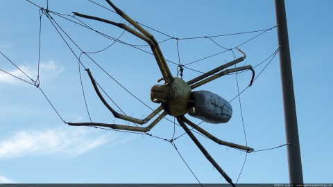 Giant spider in the street - Australia