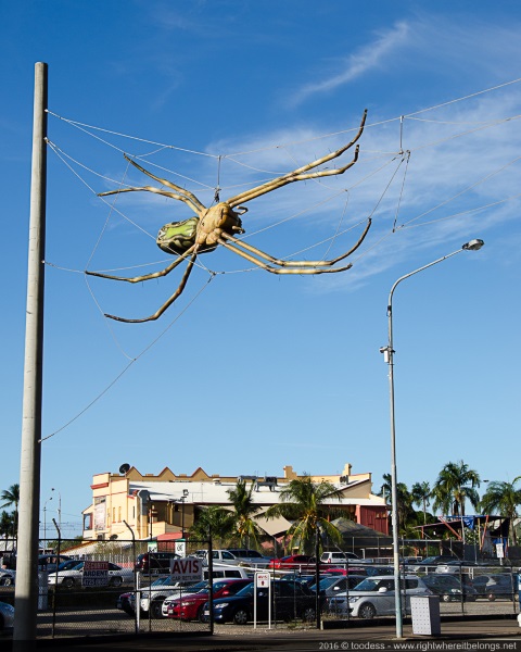Giant spider in the street - Australia