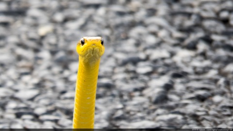 Yellow snake - Australia