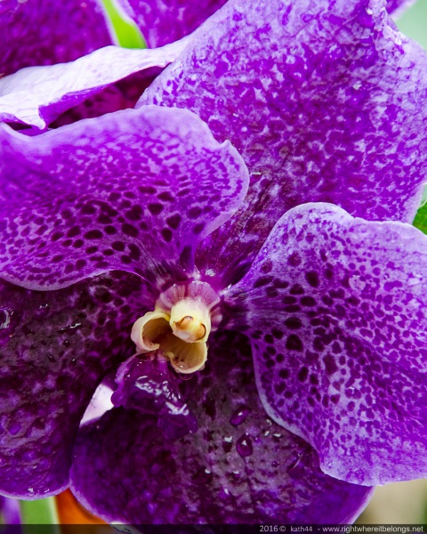 Purple flower - Australia