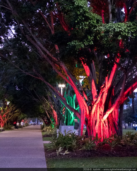 Illuminated trees - Australia