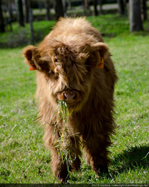 Highland Cattle vale