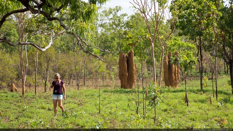 Giant termits mounds, Dorat Rd, Northern Territory, Australia