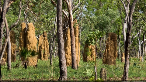 Giant termits mounds, Dorat Rd, Northern Territory, Australia