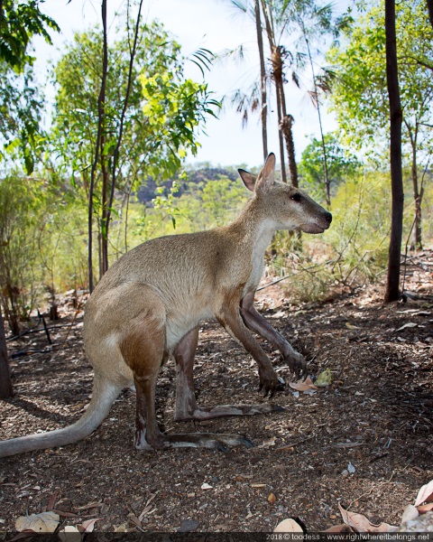 Agile wallaby, Katherine Gorge, Northern Territory, Australia