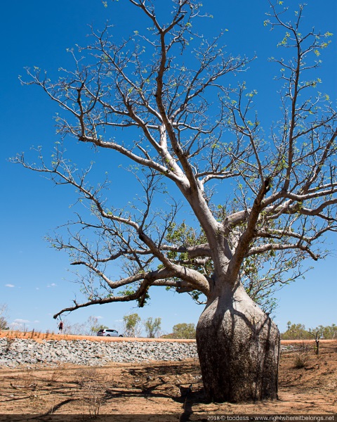 Boab tree, Camel Creek, Western Australia, Australia