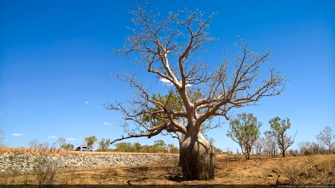 Boab tree, Camel Creek, Western Australia, Australia