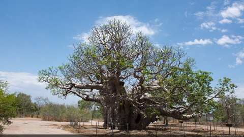 Giant Boab tree, Western Australia, Australia