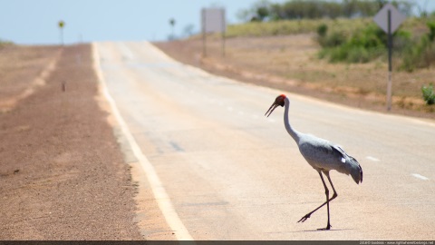 Brolga on the Great Northern Hwy, Western Australia, Australia