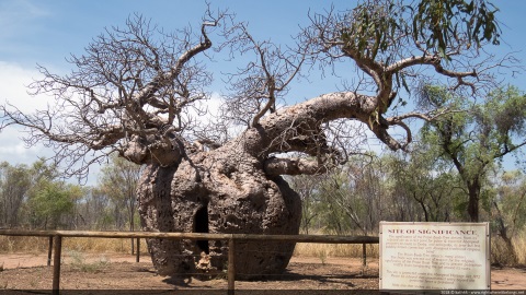 Boab prison tree, Derby, Western Australia, Australia