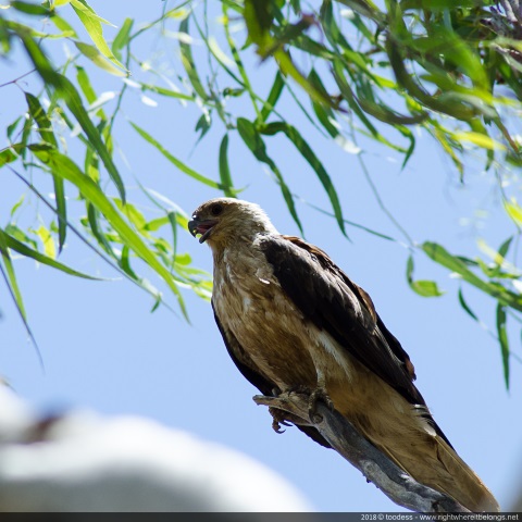 Whistling Kite, Kimberley, Western Australia, Australia