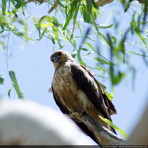 Whistling Kite, Kimberley, Western Australia, Australia