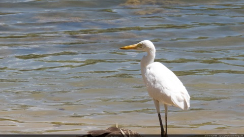 Eastern Great Egret, Kimberley, Western Australia, Australia