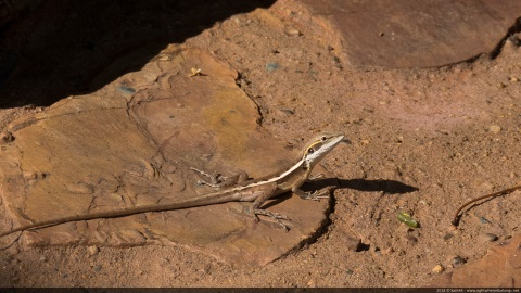 Dragon Lizard, The Grotto, Wyndham, Kimberley, Western Australia, Australia