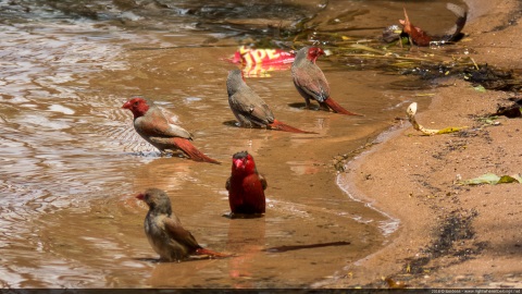 Crimson Finch, Ord River, Kununurra, Kimberley, Western Australia, Australia