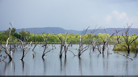 Lily Creek Lagoon, Kununurra, Kimberley, Western Australia, Australia