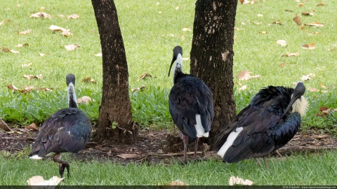 Straw-necked ibis, Kununurra, Kimberley, Western Australia, Australia