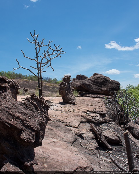 Petrified trees, Nawurlandja Lookout, Kakadu NP