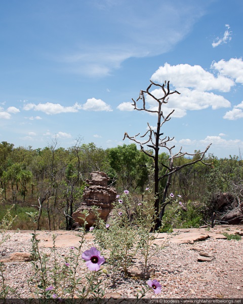 Petrified trees and flowers, Nawurlandja Lookout, Kakadu NP