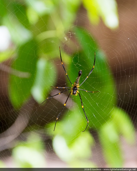 Golden orb web spider, Kakadu NP