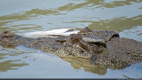 Saltwater crocodile, Cahills Crossing, Kakadu NP