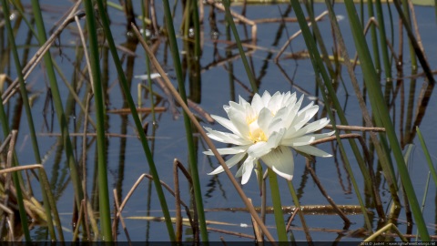 Lotus Flower (Nelumbo nucifera), Mary River NP