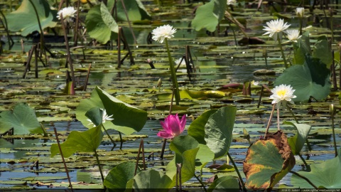 Lotus Flower (Nelumbo nucifera), Mary River NP
