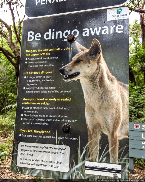 Be Dingo aware
