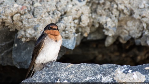 Welcome swallow