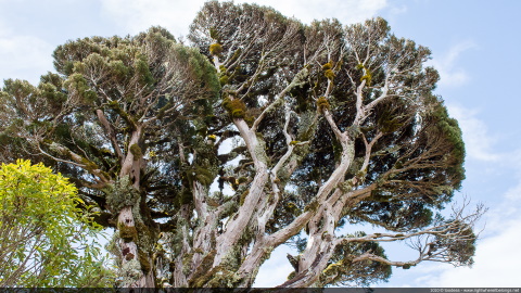 Taranaki trees
