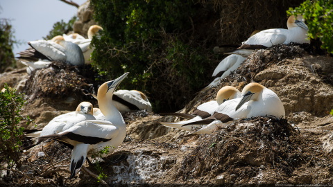 Black Reef Gannets Colony