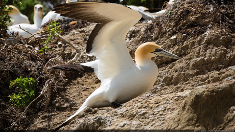 Black Reef Gannets Colony