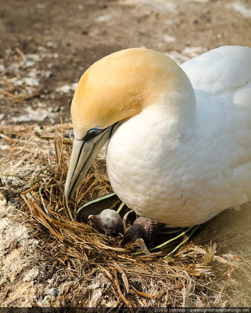 Gannet hatching - Muriwai