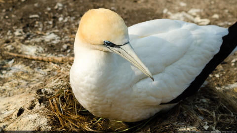 Gannet nesting - Muriwai