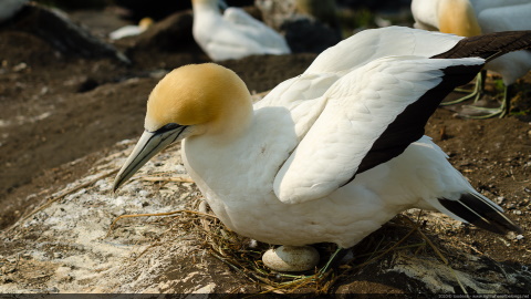Gannet nesting - Muriwai