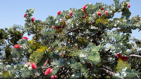 Eucalyptus Macrocarpa