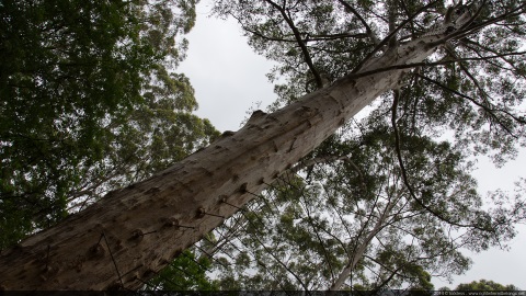 Tingle tree (climbing)