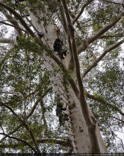 Tingle tree (climbing)