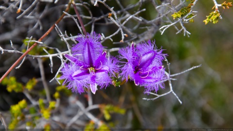 Plantes et fleurs de Cap Legrand